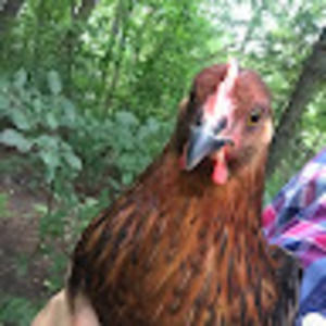 Meet your Posher, Abby